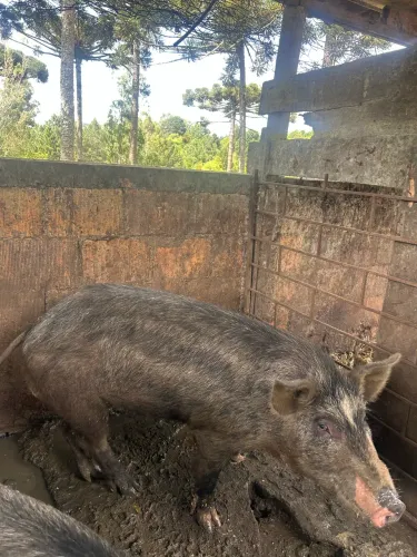 Vendo Porco Cachaço Moura