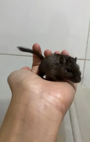 Esquilo da Mongólia