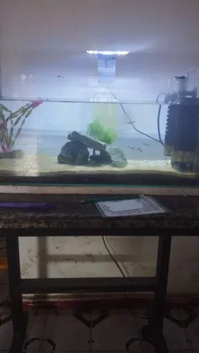 Vendo aquário com decoração 