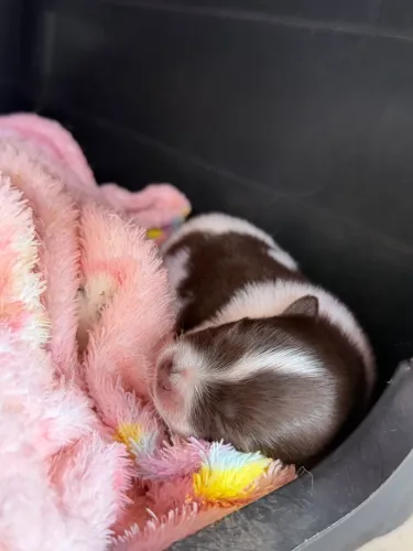 Filhote de Lulu da pomerânea 