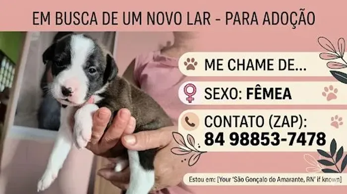 Cadelinha para doação responsável 