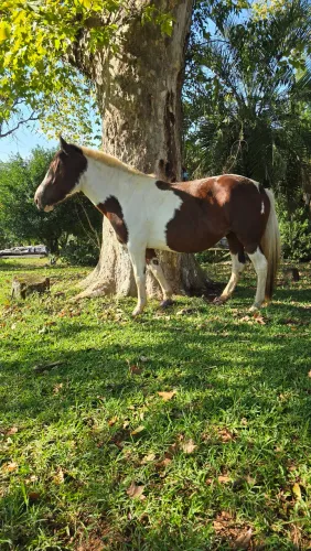 Vendo Égua Tubiana