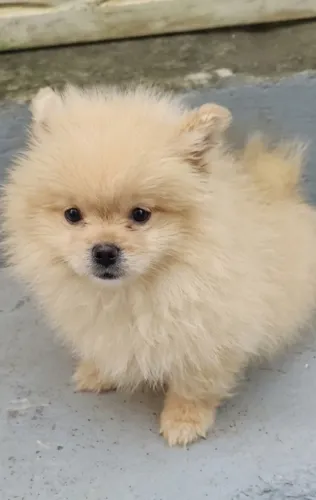 Excelente lulu da pomerãnia vacinado e vermífugado com pedigree opcional