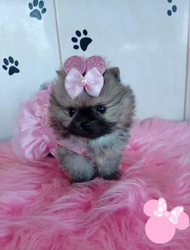 Lulu da Pomerânia 