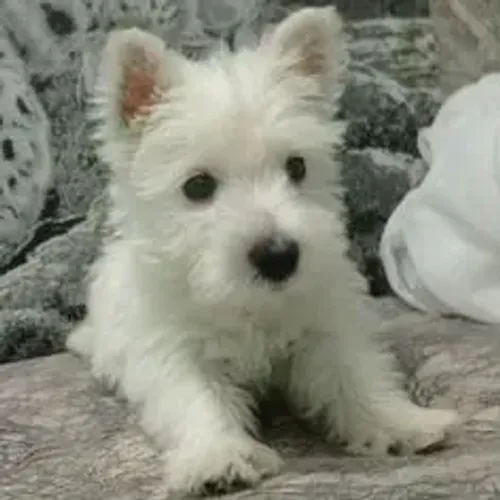West Terrier Filhote Muito Charmoso