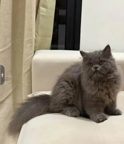 Persas Gatil Especializado