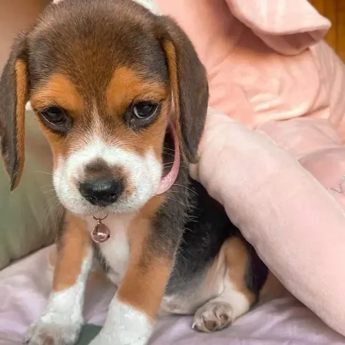 Filhotes De Beagle - Os Momentos Começarão Ao Lado Desse Fofinho