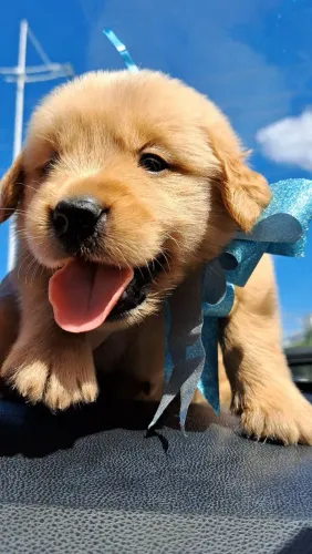 Eles são extremamente carinhoso, golden retriever perfeitos só aqui