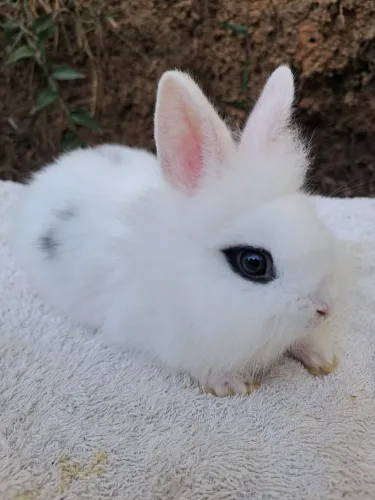 Coelho Mini Lionhead