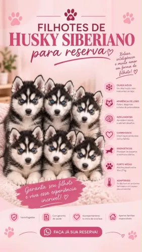 Filhote de husky siberiano