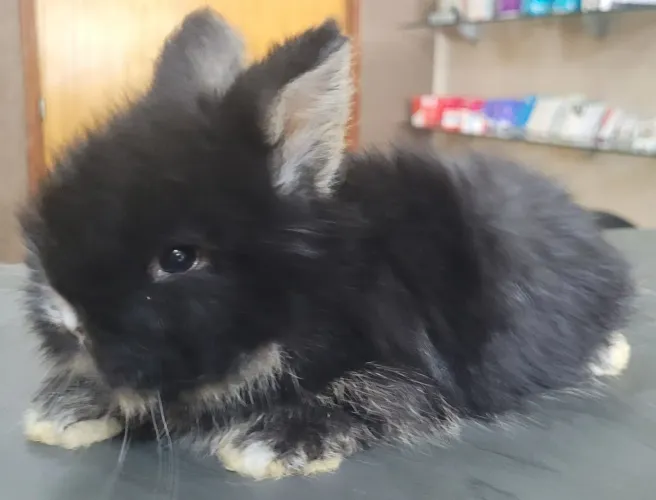 Mini Coelho Lion