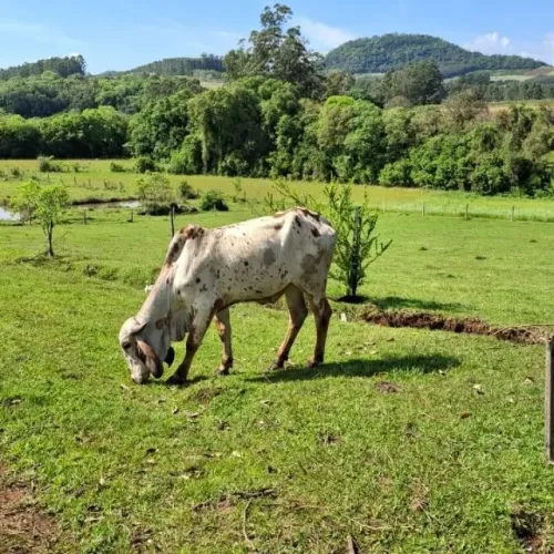 Novilha Gir
