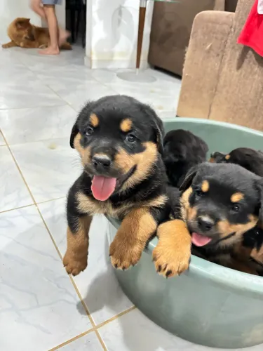 Vendo filhotes rottweiler 