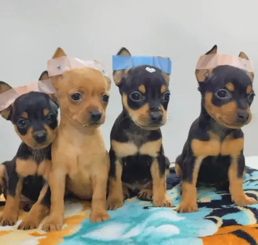 Pinscher com 70 dias entregamos até você