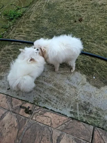 Spitz alemão fêmea