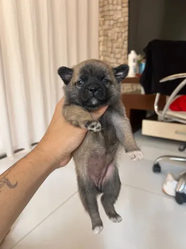 Buldogue frances com spitz alemao