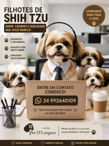 Filhotes de Shih Tzu Machos disponíveis.
