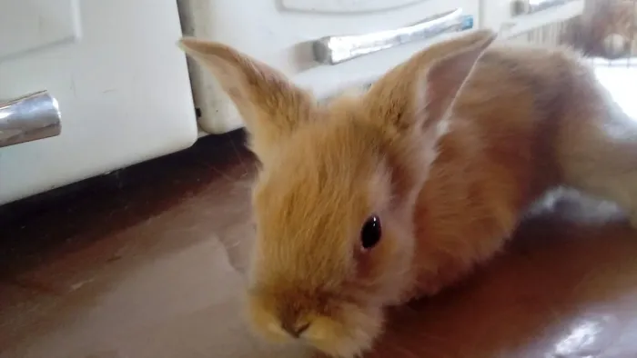 Coelhos Mini e também comuns