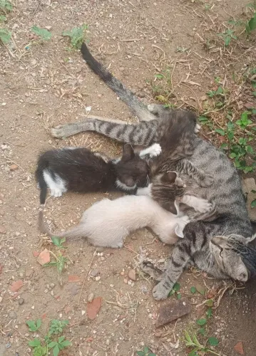 Doa se esses gatinhos