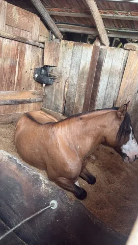 Hospedagem para cavalos