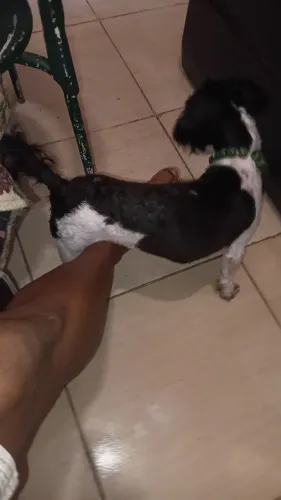 Pet moana
