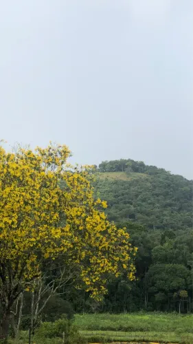 Sitio e chácaras a venda