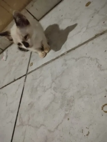 Gatinhos