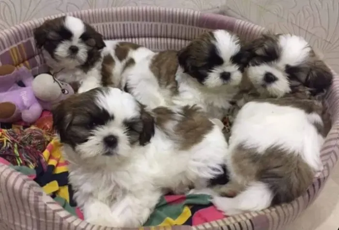 Shih tzu lindos