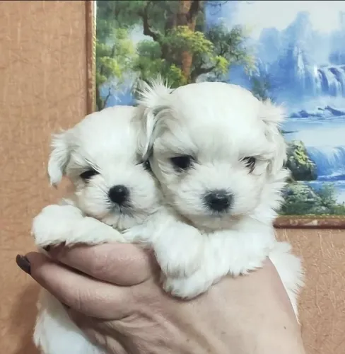 Maltes fêmea e machinho micro bem pequenos já tá disponível pra retirada