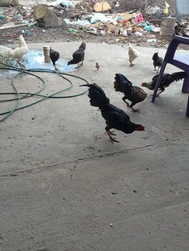 Frango