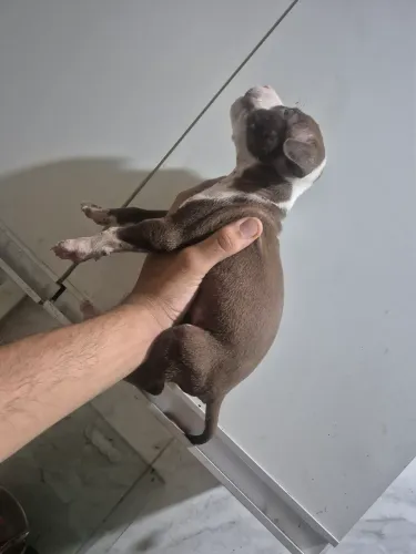 Filhotes de pit bul