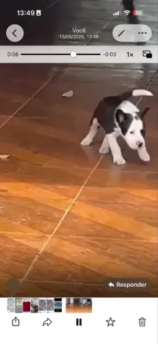 Border collie