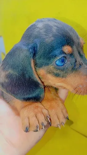 Mini salchicha Alerquim 