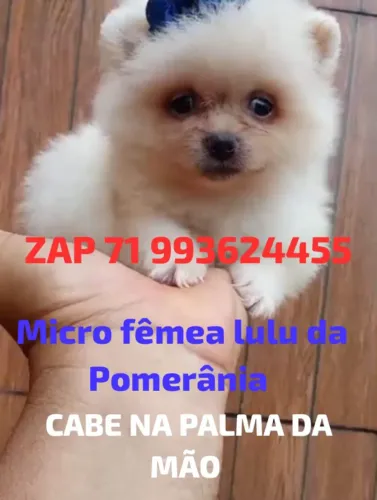 Lulu da Pomerânia fêmea branca neve minúscula 