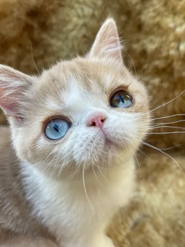 Exotic shorthair 