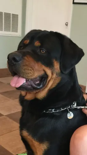 Peça já seu rottweiler com pedigree grátis disponível.