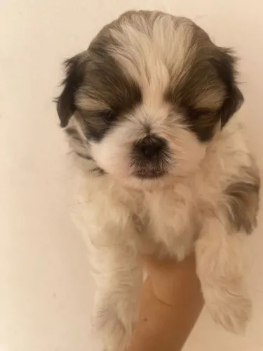 Cachorro Shitzu macho cor tradicional
