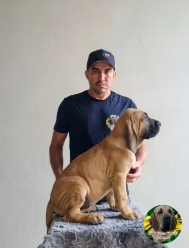 Fila Brasileiro