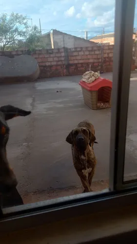 Doa se fila brasileiro 