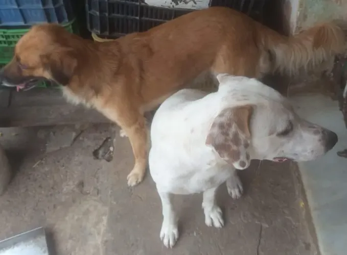Adoção de cachorro