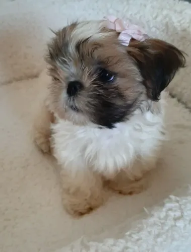 Filhote de Shih Tzu Cheio de Charme e Muito Carinho