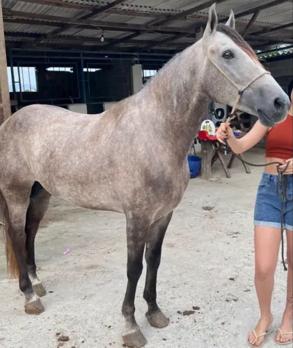 Cavalo registrado 