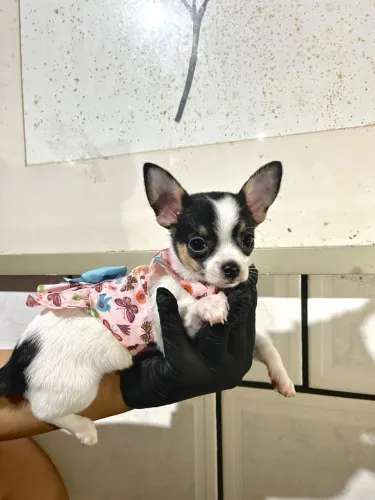 Chihuahua fêmea pelo curto