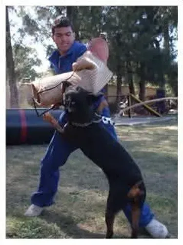 Adestrador de cães