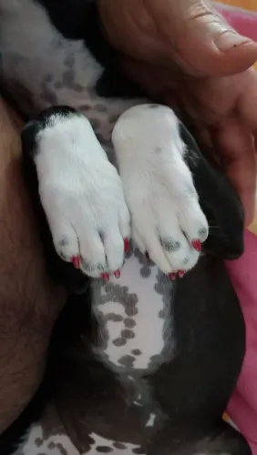 Pitbull