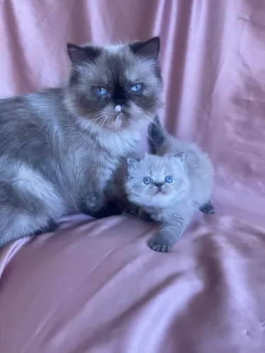 Gato Persa Himalaia