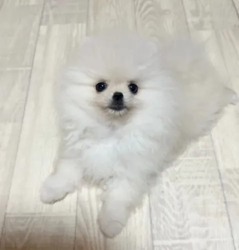 Cachorro Lulu da Pomerania começo da semana com preço especial limitado