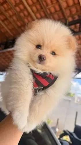 Lulu da pomerania filhotes