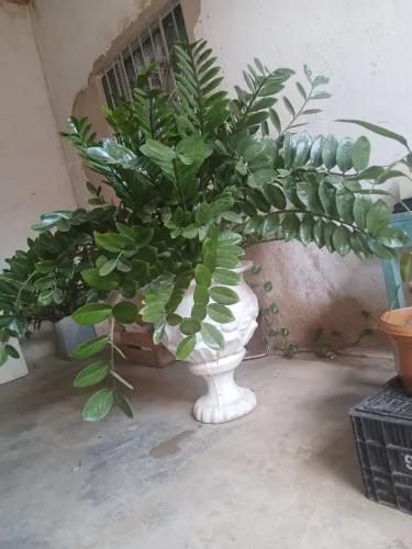 Plantas Zamioculca verde
