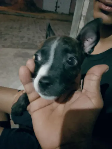 Cachorra Pitbull 